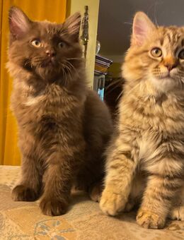 Edelmix sibirische Katze und Heilige Birma - Wesel