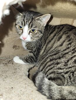 Zwei Katzen - Warmsen