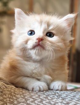 Maine Coon Kitten - Feuchtwangen