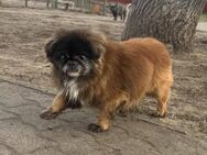 🧡 Borisz Kleiner Pekinese mit großem - Kassel