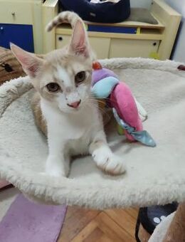 Kleiner sozialer Schmusekater HUGO ♥️ - München