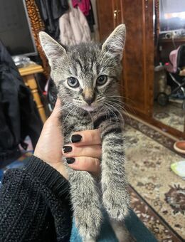 Baby Katzen - Kaiserslautern