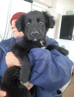 Rudy kleiner Kämpfer mit großem Herz - Wöllstadt