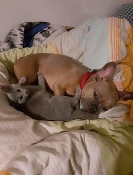 Russisch Blau Kitten zum verkaufen - Weisenbach
