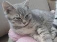 BKH Mix Kitten zu verkaufen in 72818