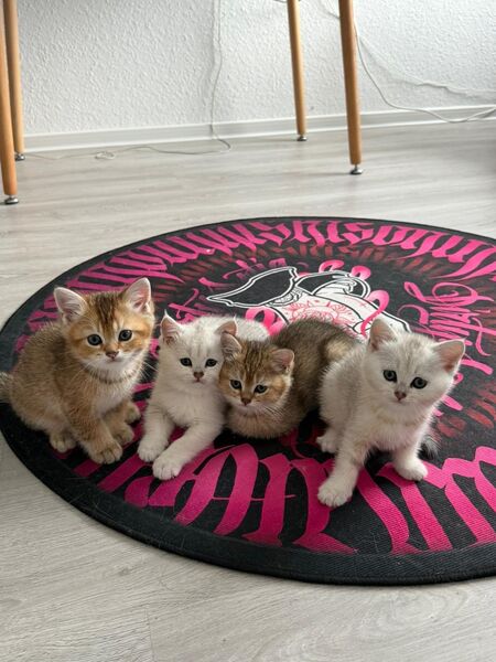Bkh kitten (noch drei) - Heiligenhaus