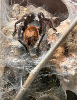 Vogelspinne Chromatopelma cyaneopubescens (GBB) Weiblich Adult - Langenfeld (Rheinland)