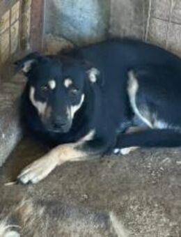 Kyra braucht Halt 🐾 - Elsdorf (Nordrhein-Westfalen)