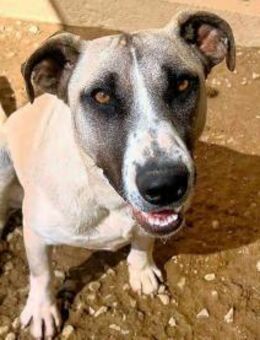 ALICE ROSALIE - ist es wahr??? - Regensburg