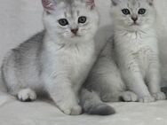 Britisch-Kurzhaar-Kater - Memmingen