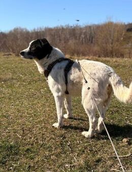 Valentin ist freundlich, aufgeschlossen - Blankenheim (Nordrhein-Westfalen)