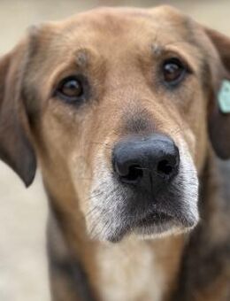 Dare - Sozialer & ruhiger Rüde - Berlin