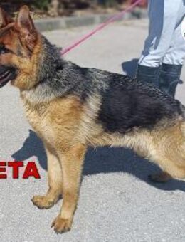 wunderschöne Greta sucht einen Platz - Margetshöchheim