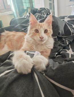 Maine Coon - Crimmitschau