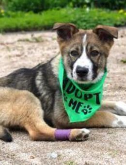 verschmuster Valentin mit Handicap sucht - Kallmünz