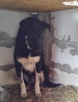 Ares - will nur noch weg - Dreikirchen