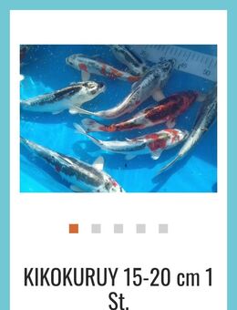 Koi günstig abzugeben - Salzbergen