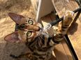 Reinrassige Bengal Katzen suchen ihr Traum Zuhause in 16269
