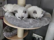 Heilige Birma Kitten suchen zuhause - Schweinfurt