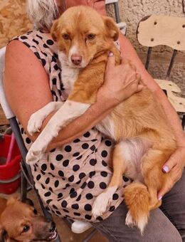 Ovana - freundlich und neugierig - Westerholt