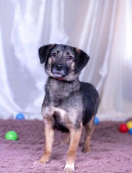 Adele wünscht sich ein Zuhause - Ottweiler