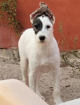 Pete sucht sein Für-Immer-Zuhause - Grevenbroich