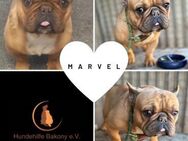 Bully Marvel - kleiner Herzensbrecher PP - Neustadt (Rübenberge)