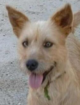 Lili sucht ein Zuhause - Mildstedt