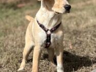 Messi - Labrador Retriever - Mix - Untergruppenbach