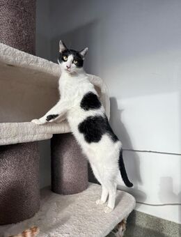 🐾 Strighi sucht Herzensmenschen🐾 - Eislingen (Fils)