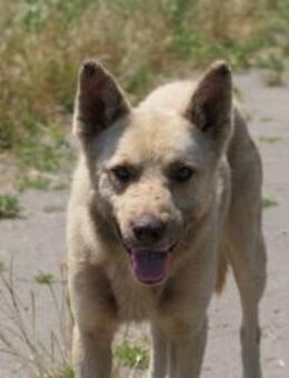 THIAGO - sanfter, zurückhaltender Rüde - Kallmünz