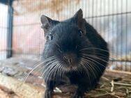 Schwarzen Degu abzugeben - Hannover