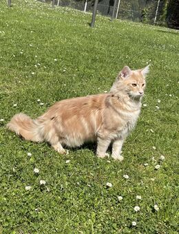 Hübscher Deckkater Simba wartet sehnsüchtig auf eine Katzendame, der er seine Gunst erweisen kann! - Zeitz