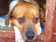 JASPER - traurige Seele sucht Zuneigung! - Velbert