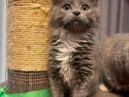 Mainecoon Mix (Karthäuser) Kitten suchen neues zu Hause - Norken