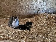 Katzenbabys abzugeben - Baesweiler