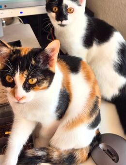 Katzenkinder - Zülpich