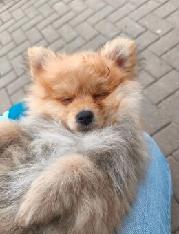 Zwergspitz - Welpe - Vlotho