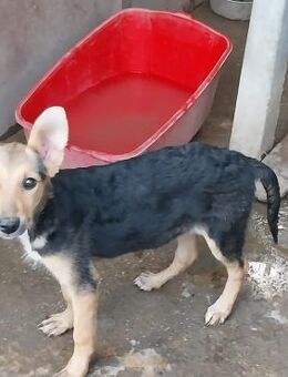 Lotta - mit den bezauberten Ohren - Rambin