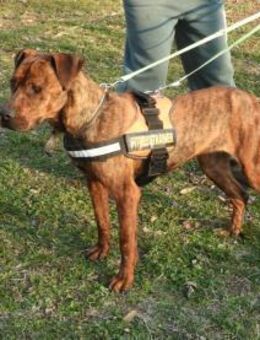 Karma, Pittbull-Terrier sucht ein Zuhaus - Unterföhring