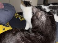 EKH Katzen - Leinefelde-Worbis Leinefelde