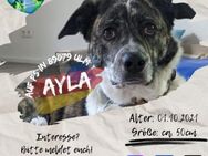 AYLA - Seelenverwandter gesucht - Waakirchen