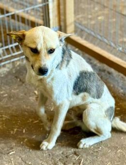 Nae, ein ruhiger, freundlicher Hund - Bochum