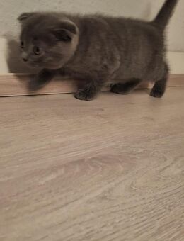 BabyKatze - Münster