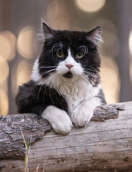 Maine Coon Kitten - Blankenfelde-Mahlow