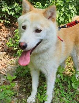 Waffle sucht ein Zuhause oder PS - Ebstorf (Klosterflecken)