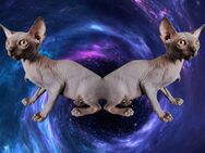 Ich bin Sphynx Cosimo und suche meine Mama , ich habe STAMMBAUM - Ludwigshafen (Rhein)