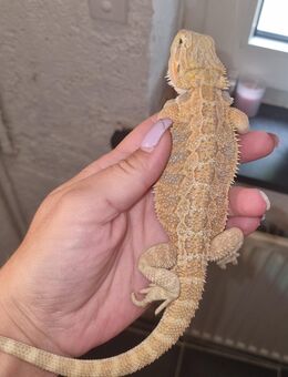 Bartagame Jungtiere ( pogona vitticeps) NZ 06 2025 nur noch 4 Stück - Offstein
