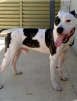 L E O - leidet sehr im Tierheim..... - Kempen