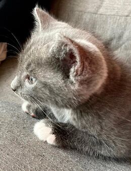 Kitten in liebevolle Hände abzugeben - Haren (Ems)